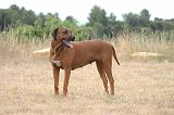 RODESIAN RIDGEBACK 256